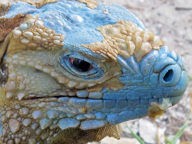 Uma iguana azul aparece trocando de pele em um jardim botânico das Ilhas Cayman, nas Antilhas. O animal recebeu o apelido de 'mordedor' ('biter', na tradução do inglês) (Foto: David McFadden/AP)