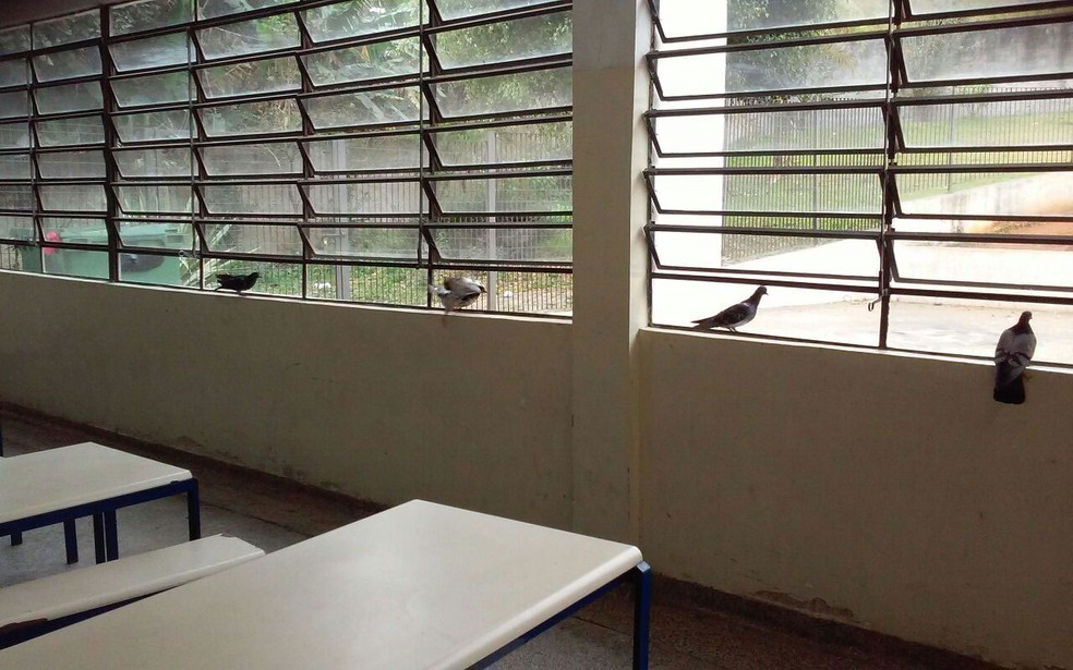 Refeitório de alunos e pombos em escola pública em São Paulo (Foto: Divulgação/TCE)