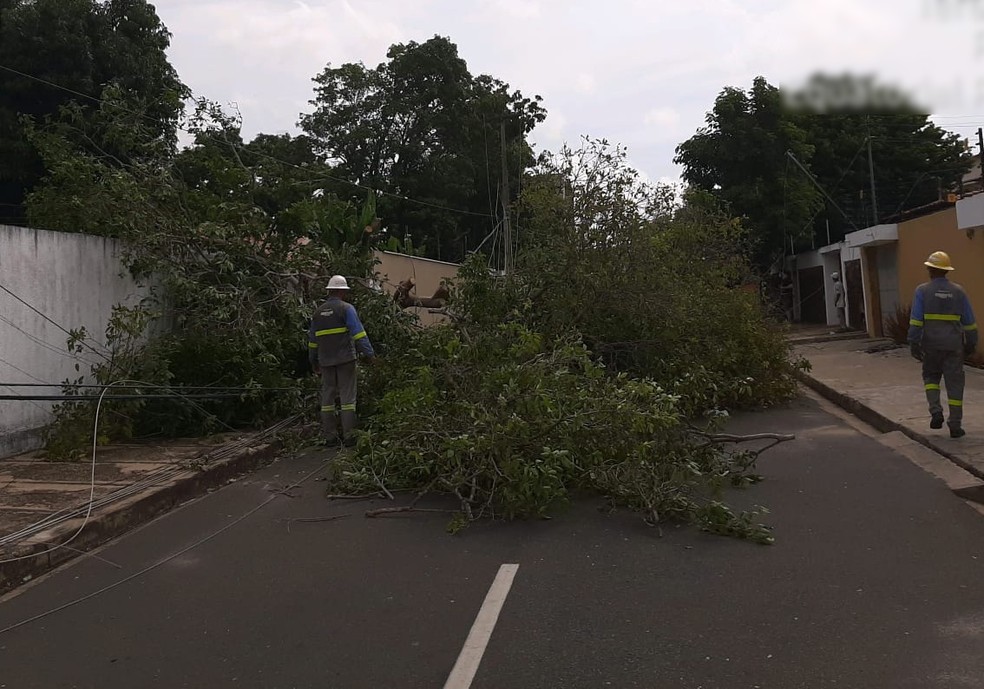 Árvore caiu sobre a rede e interditou rua em Teresina — Foto: Divulgação/Equatorial Piauí