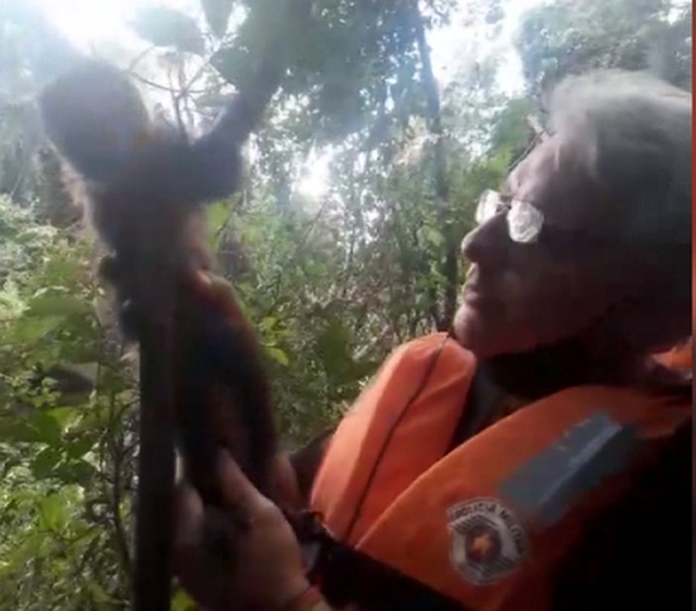 Filhote de macaco prego volta para a natureza após passar por tratamento em Pirassununga — Foto: Polícia Ambiental de Pirassununga