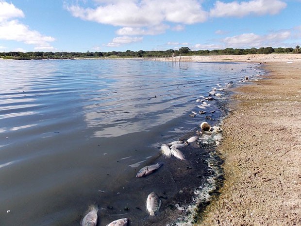 Lagoa no RN volta a registrar mortandade de peixes (Foto: Roberto Paixão)