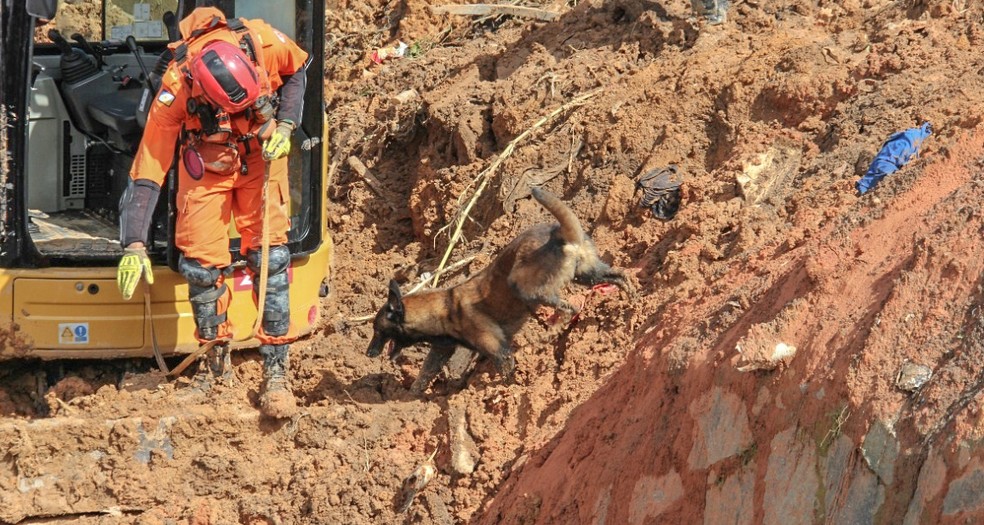 Cadela e bombeiro vasculham escombros — Foto: Corpo de Bombeiros/ Divulgação