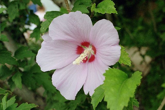 O nome científico da rosa-de-saron é Hibiscus syriacus (Foto: Eric Kounce / Wikimedia Commons / CreativeCommons)