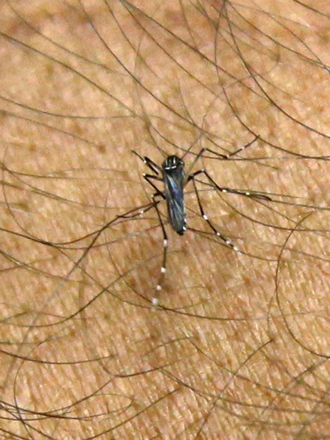 Imagem de arquivo mostra exemplar do mosquito Aedes Aegypt picando braço na Flórida de integrante do setor epidemiológico  (Foto: Wilfredo Lee/AP)