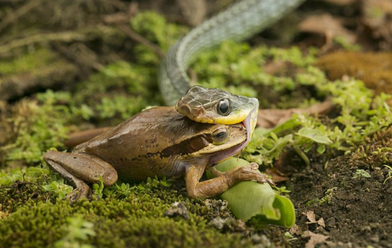 Cobra devora sapo vivo em floresta na Costa Rica (Foto: Nicolas Reusens)