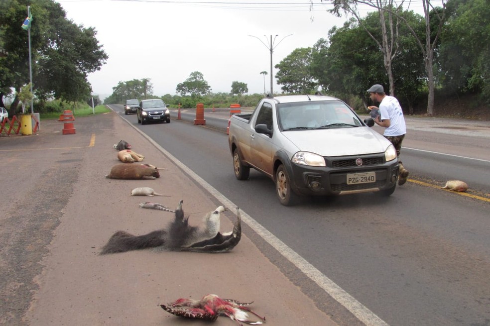 Animais empalhados foram colocados às margens da BR-070, em Barra do Garças (MT), para alertar sobre atropelamento dos bichos nas rodovias mato-grossenses — Foto: Polícia Rodoviária Federal de Mato Grosso/Assessoria