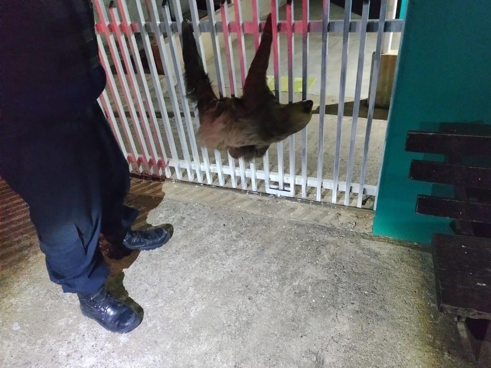 Bicho-preguiça de oito quilos é resgatada em portão de casa, na zona urbana — Foto: PM/Reprodução
