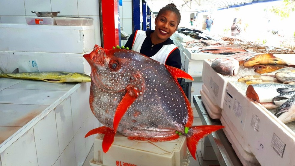 Peixe gigante e de raro 'sangue quente' apareceu no litoral de SP — Foto: Alfredo de Souza/Arquivo Pessoal