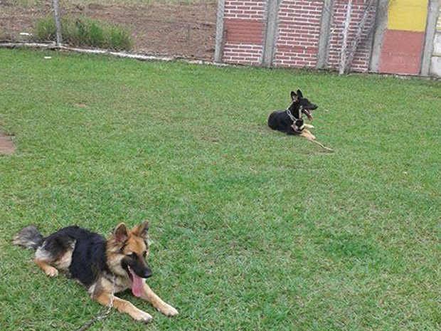G1 > Brasil - NOTÍCIAS - Cem cães participam de campeonato de agility em SP