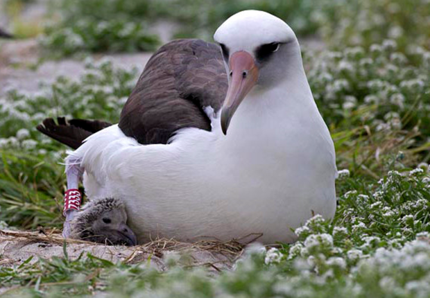 O albatroz Windsom, de 64 anos, foi identificado como o mais velho de sua espécie (Foto: Getty Images/Arquivo)