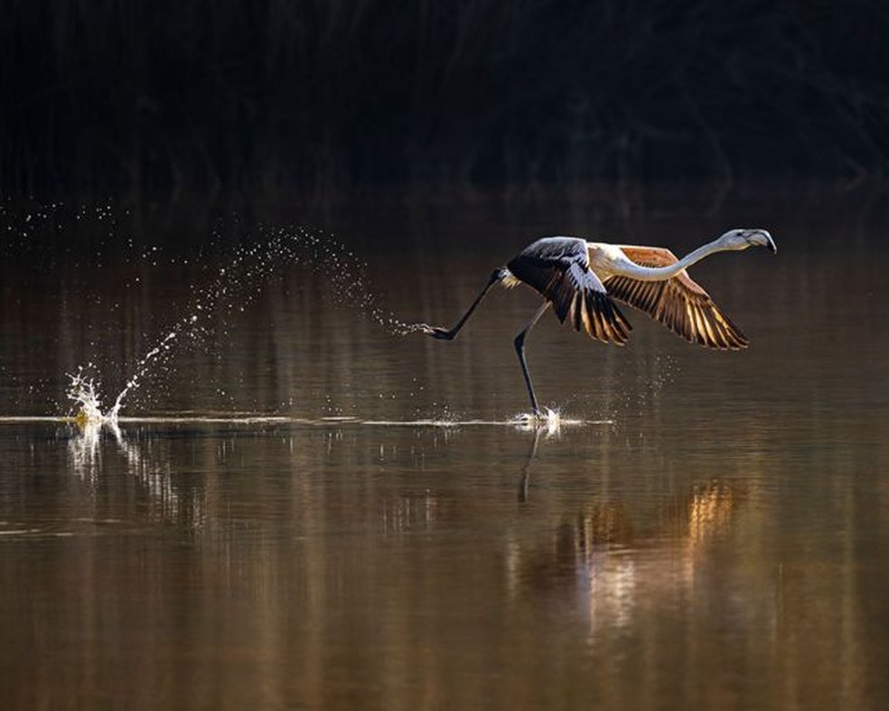 Flamingo embarca em uma jornada de migração pela Ásia — Foto: Jayakumar MN