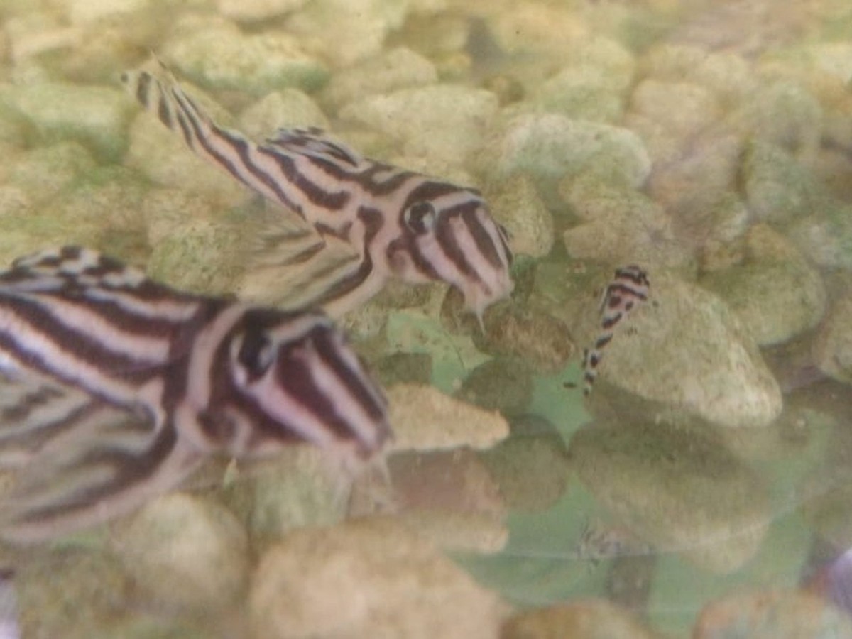 Ao Estudar Um Exemplar De Uma Especie De Peixe Ornamental