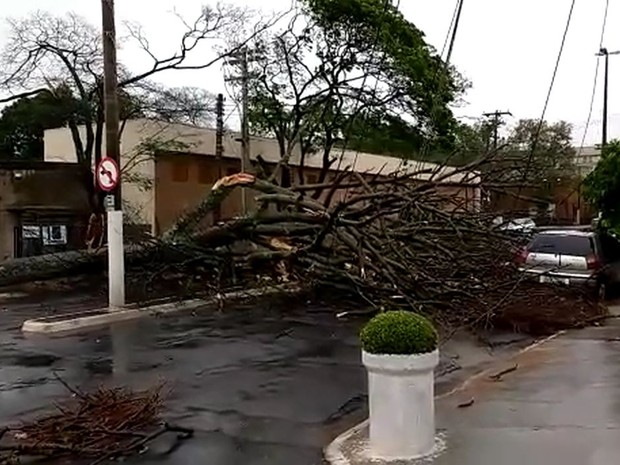 Árvores caíram durante chuva em Marília  (Foto: Gabriel Tedde / Marília Notícias)