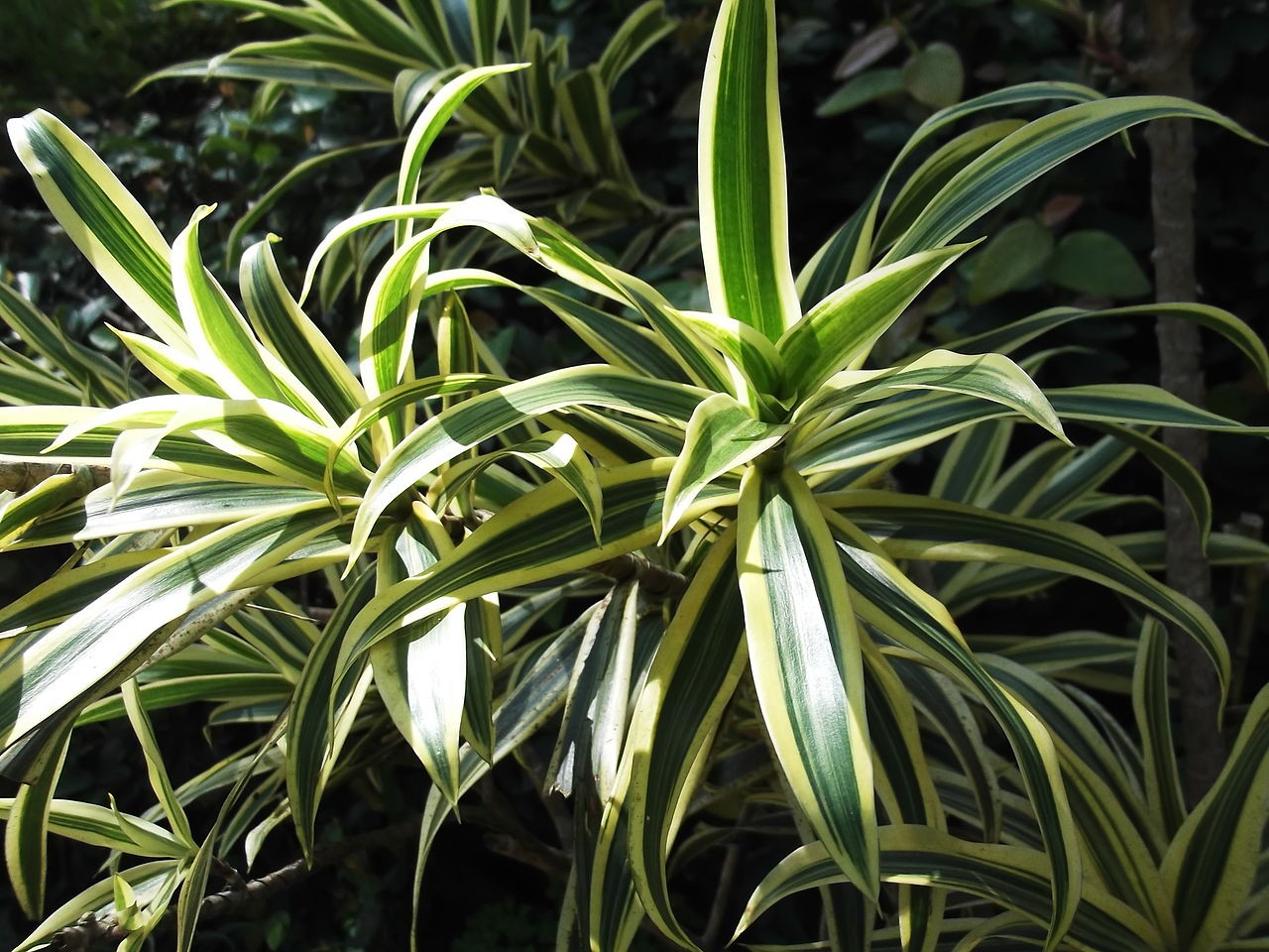 Pleomele variegata (Dracena reflexa) (Foto: Yercaud-elango / Wikimedia Commons / CreativeCommons)