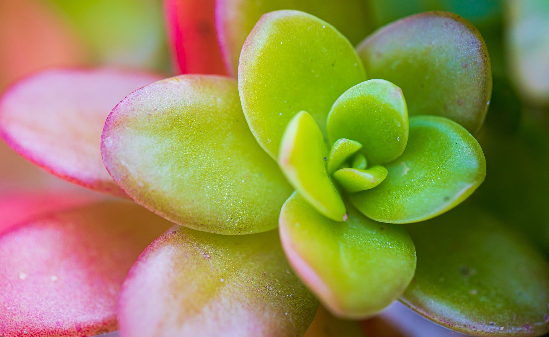 A espécie africana Jade tem esse nome por conta da cor e do formato de suas folhas (Foto: Pixabay / NRay91 / CreativeCommons)