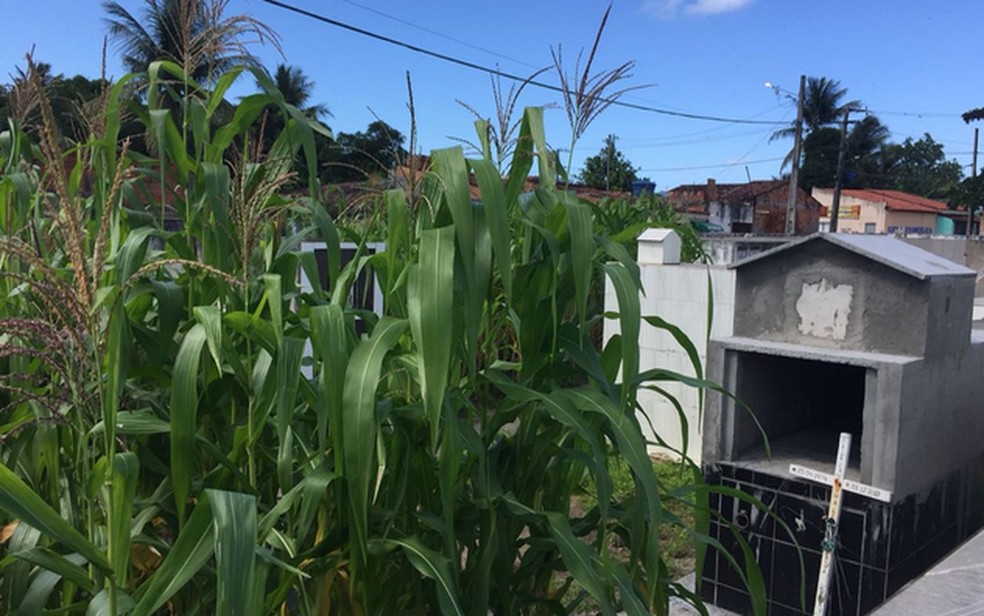 Prefeitura diz que decis&atilde;o de fazer plantio foi do coveiro  (Foto: Paulo Henrique/TV Sergipe)