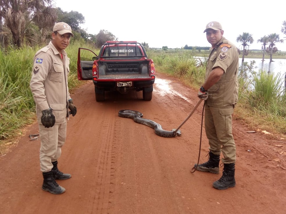 Sucuri, de aproximadamente 5 metros, foi capturada na manhã desta sexta-feira (22) na região da Serra da Petrovina, município de Alto Garças — Foto: Corpo de Bombeiros de Mato Grosso/Divulgação