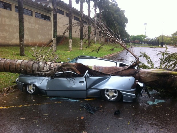 Árvore caiu sobre carro em Marília (Foto: Elias de Carvalho Vaz / Arquivo Pessoal)