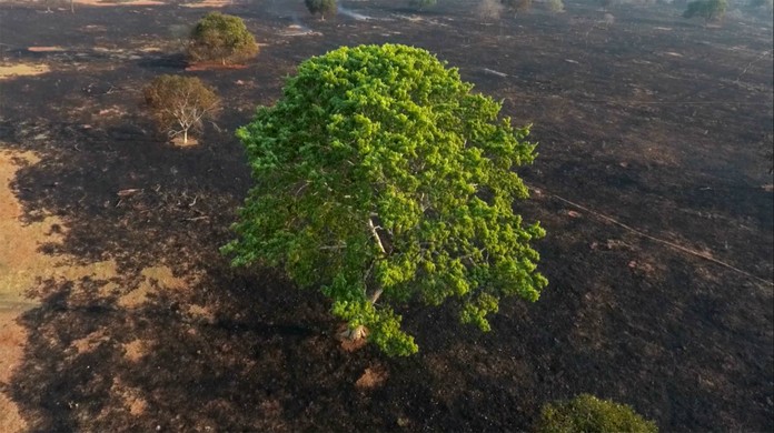 Imagens Impressionantes Mostram Mar Cinza Na Vegetacao Do Cerrado De Ms Apos Queimadas Mato Grosso Do Sul G1