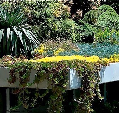 Teto com sistema modular Top Garden, mix de suculentas. R$ 160 o m², da Studio Terra (Foto: Divulgação/Sabesp)