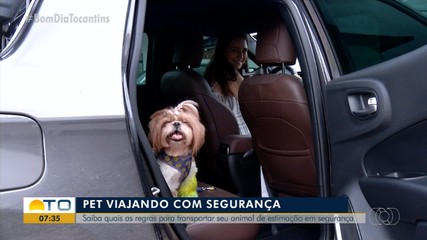 Saiba quais as regras para transportar o animal de estimação durante viagens de carro