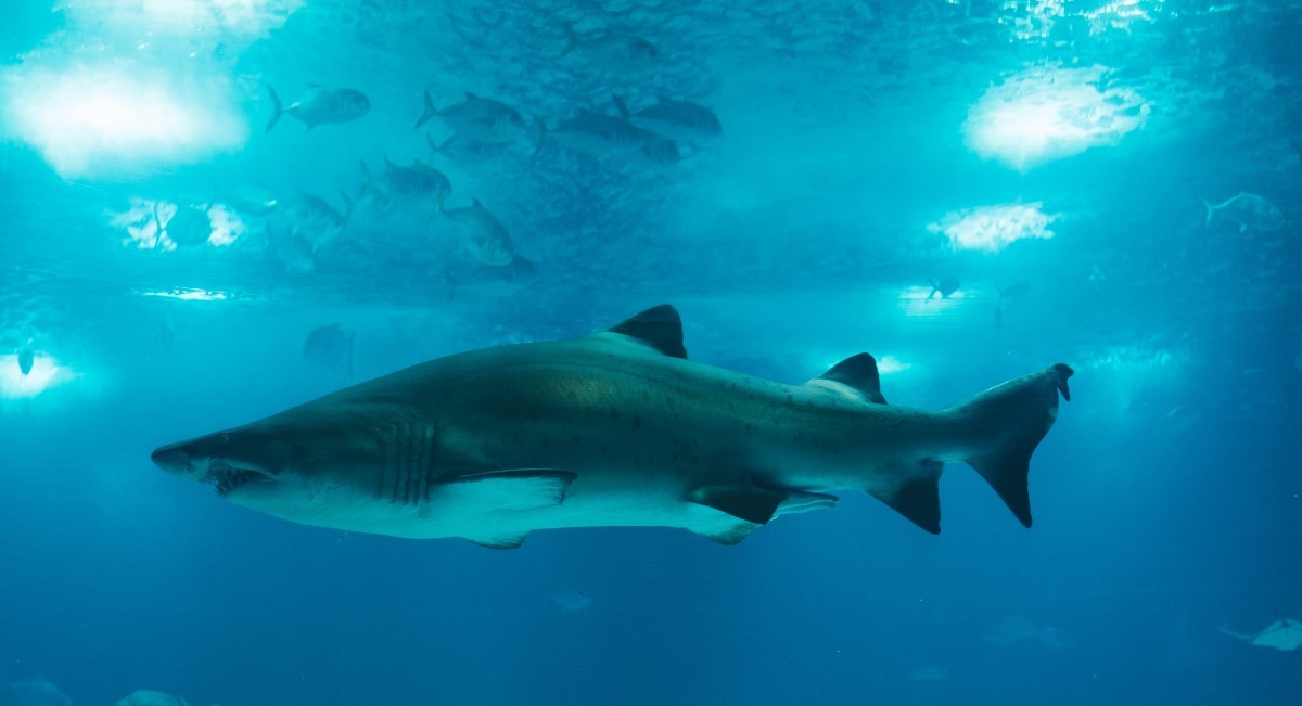 Os peixes cartilaginosos de água salgada, como tubarões, não sentem sede, uma vez que seu organismo tem uma concentração maior de solutos quando comparado com os mares (Foto: Pexels/ Valdemaras D./ CreativeCommons)