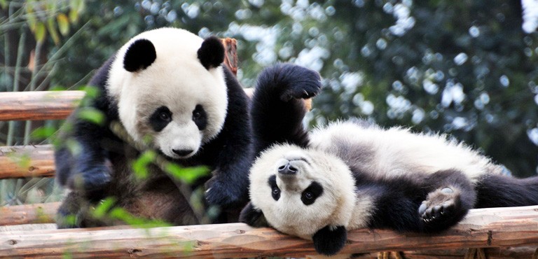 Chengdu é conhecida como a capital dos pandas gigantes. A cidade ganhou um projeto de urbanização para proteger a vida animal em contato com os humanos (Foto: China Discovery/ Reprodução)
