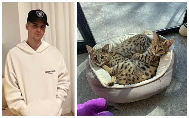 Justin Bieber e seus gatos (Foto: Instagram)