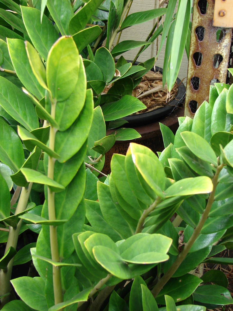 Folhas amareladas de zamioculca podem indicar problemas em sua sa&uacute;de &mdash; Foto: Flickr / Forest and Kim Starr / CreativeCommons