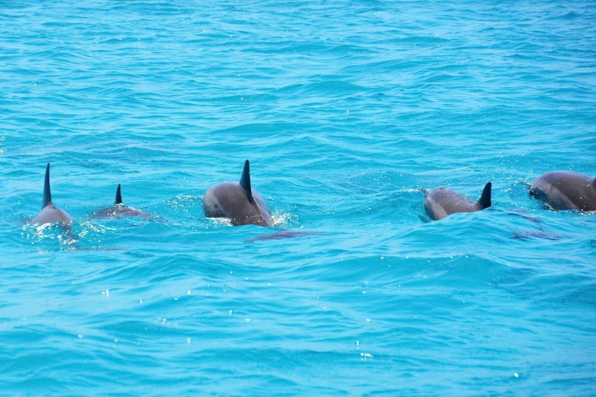 Golfinhos nadam de forma 