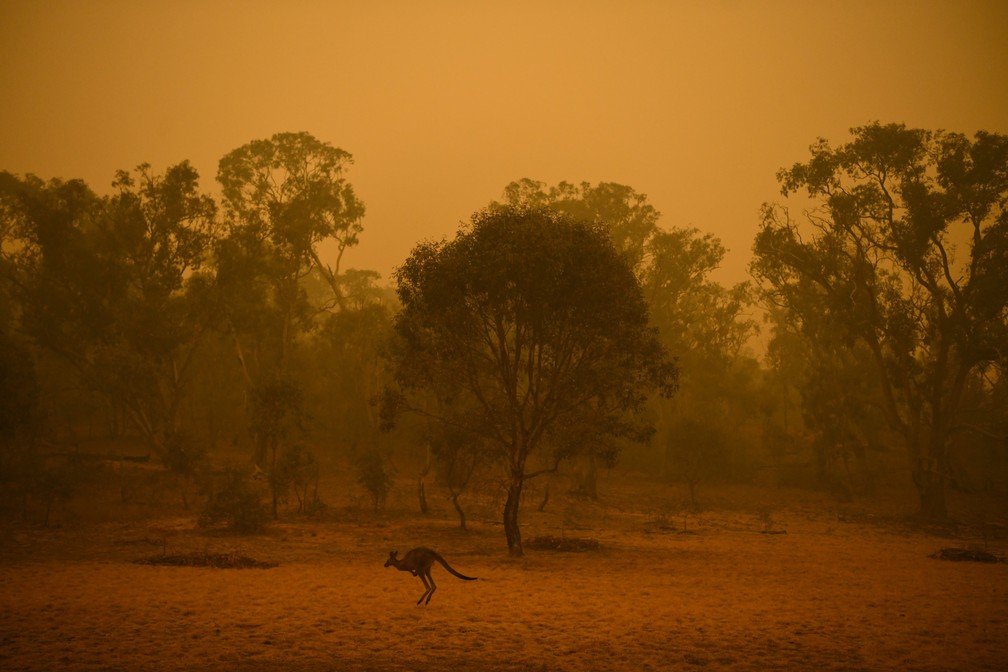 5 de janeiro - Um canguru é visto em uma área florestal cercada por fumaça no começo da manhã em Canberra, na Austrália — Foto: Lukas Coch/AAP Images via Reuters