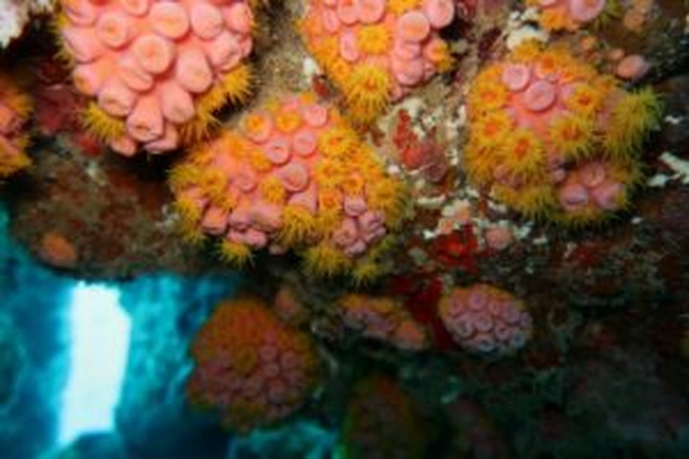 Coral-sol é identificado no Litoral Sul de Alagoas — Foto: Laboratório de Ictiologia e Conservação da Ufal em Penedo
