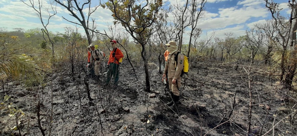 Fogo atingiu área de preservação em Palmas — Foto: Divulgação/Naturatins