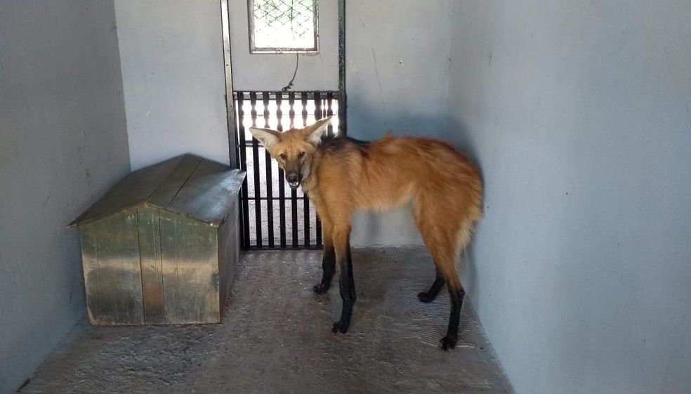 Lobo-Guará ferido se escondeu em uma casa da QI 23, no Lago Sul, em Brasília  — Foto: PMDFl/Divulgação