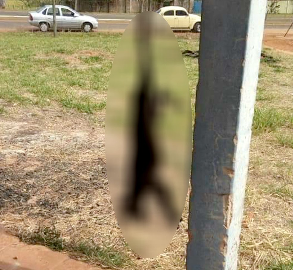Imagem de cachorro pendurado pela pata revolta moradores de Dois Córregos — Foto: Arquivo pessoal