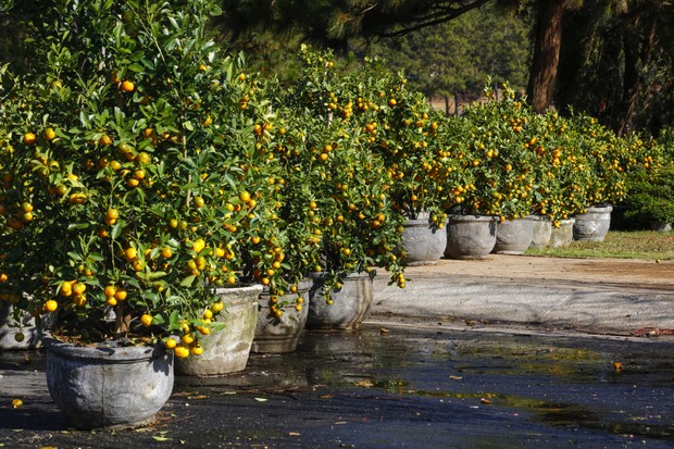 Frutíferas em vasos: 20 espécies para cultivar em casa (Foto: Getty Images)