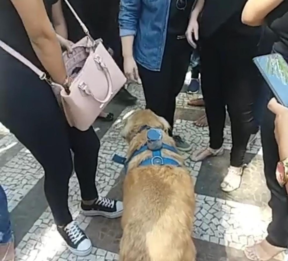 Com o cofrinho, ele arrecada dinheiro para comprar sua ração  — Foto: Reprodução