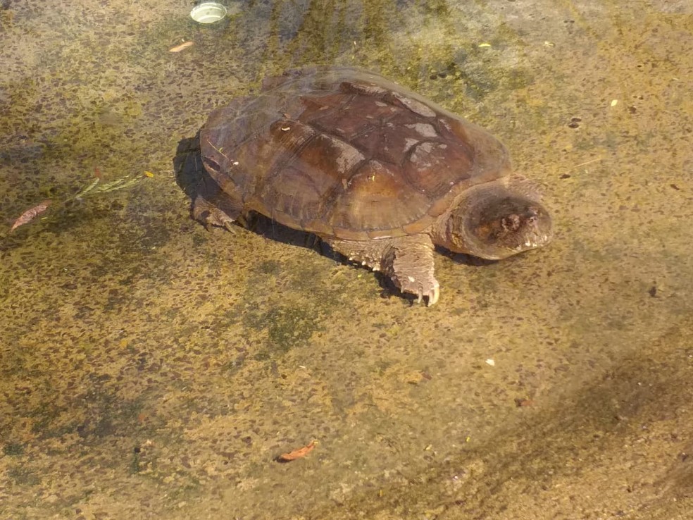 Primeira tartaruga-mordedora encontrada em Presidente Prudente (SP) já está na Cidade da Criança — Foto: Heloise Hamada/g1