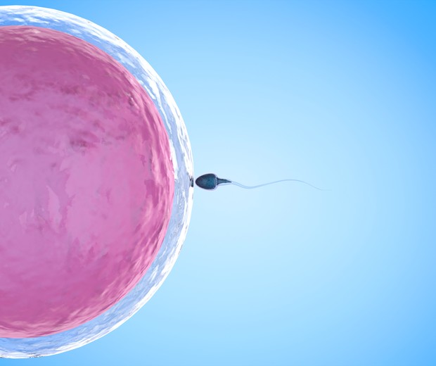óvulo espermatozoide fecundação fiv (Foto: thinkstock)