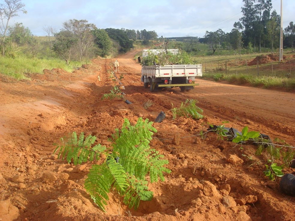 Presos plantaram 350 árvores às margens da via de acesso à Penitenciária de Osvaldo Cruz (SP) — Foto: SAP