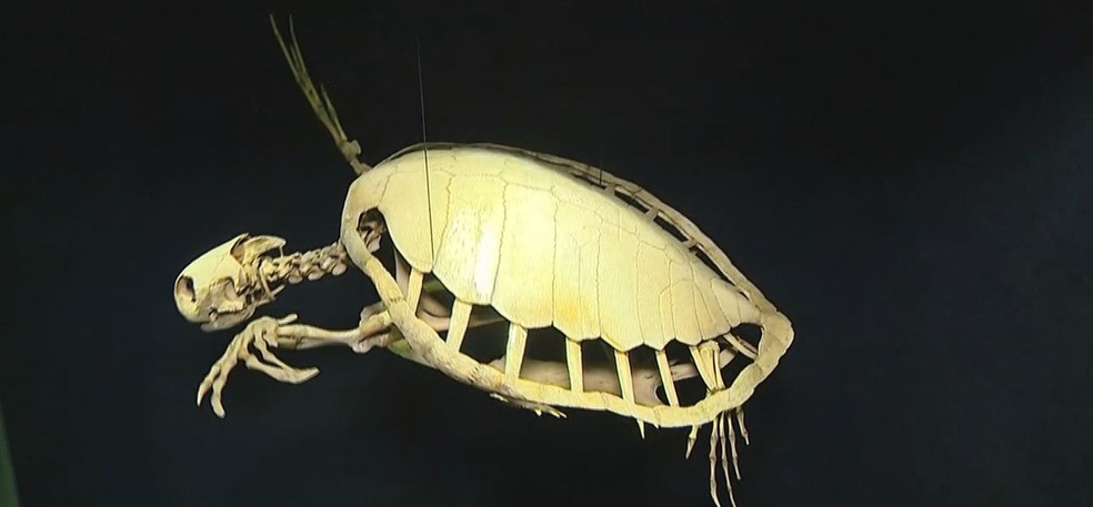Tartaruga-de-couro pode entrar em processo de extinção em 2050 — Foto: Reprodução/NSC TV
