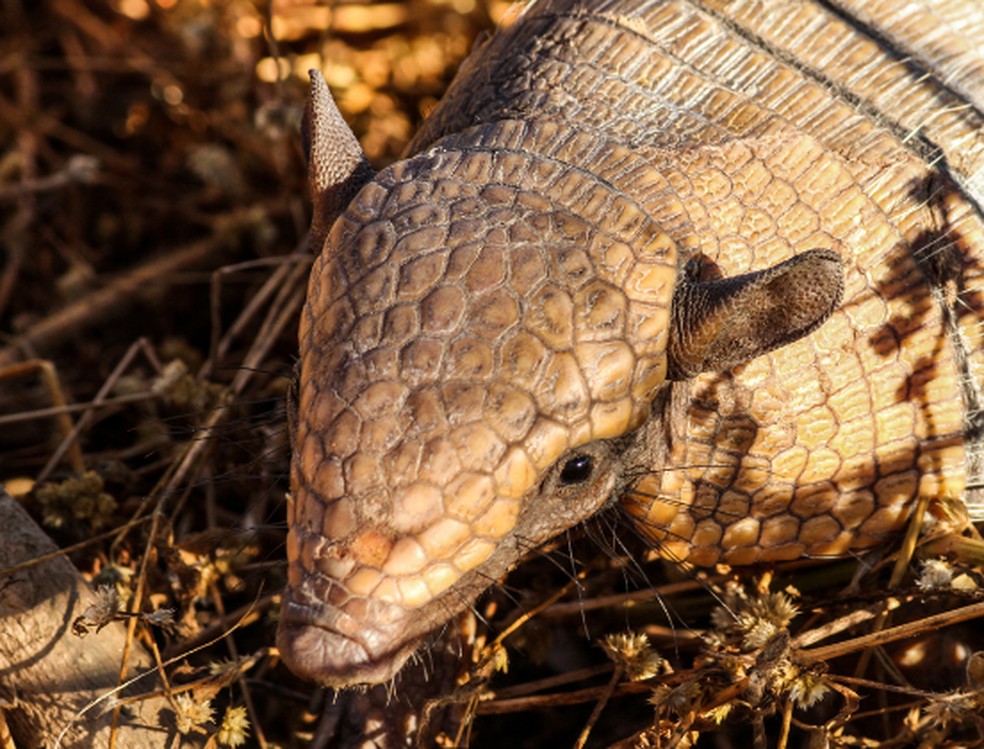 O tatupeba tem hábitos diurnos e são animais tímidos — Foto: Ermerson Sharbel /INaturalist 