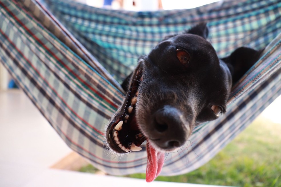  Veterinária alerta para principais causas e sintomas de doenças renais em cães e gatos  — Foto: Maria Júlia Araújo/G1