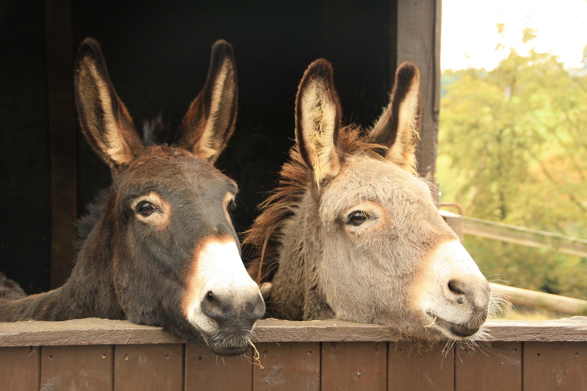Uma análise genômica revela as origens, expansão e práticas de manejo da domesticação de burros (Foto: Reprodução/Pixabay)