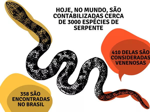 Número de espécies de serpente encontradas no mundo  — Foto: Arte: TG