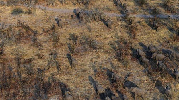 Botsuana contabiliza um elefante para cada 18 pessoas (Foto: Getty Images via BBC News Brasil)