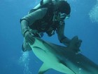 Italiano diz ter desenvolvido técnica para 'hipnotizar' tubarões