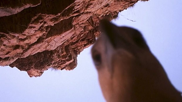 Entre as imagens, a ave de rapina registrou um autorretrato (Foto: Kimberley Land Council/AP)