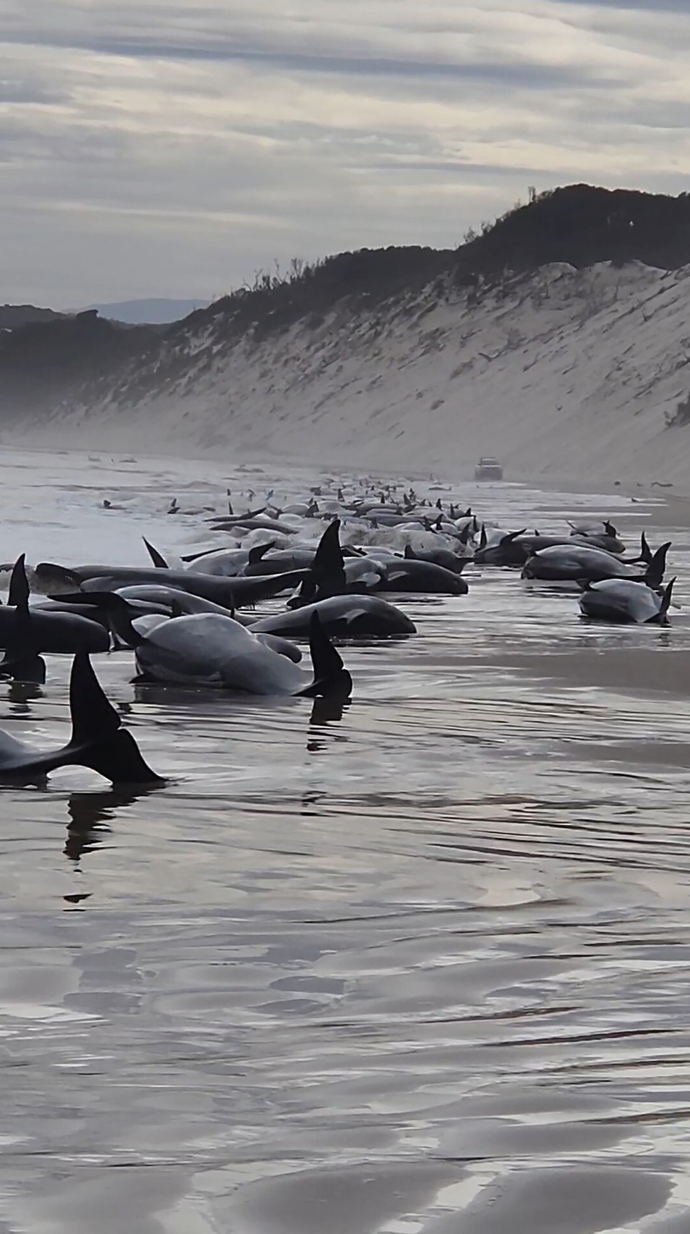 Dezenas de baleias encalhadas na costa da Tasmânia — Foto: Andrew Breen/Huon Aquaculture via AP