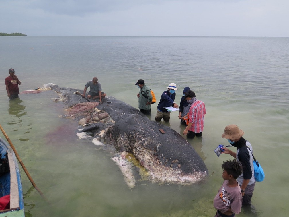 Baleia cachalote encontrada morta em ilha na IndonÃ©sia  â Foto: Reuters